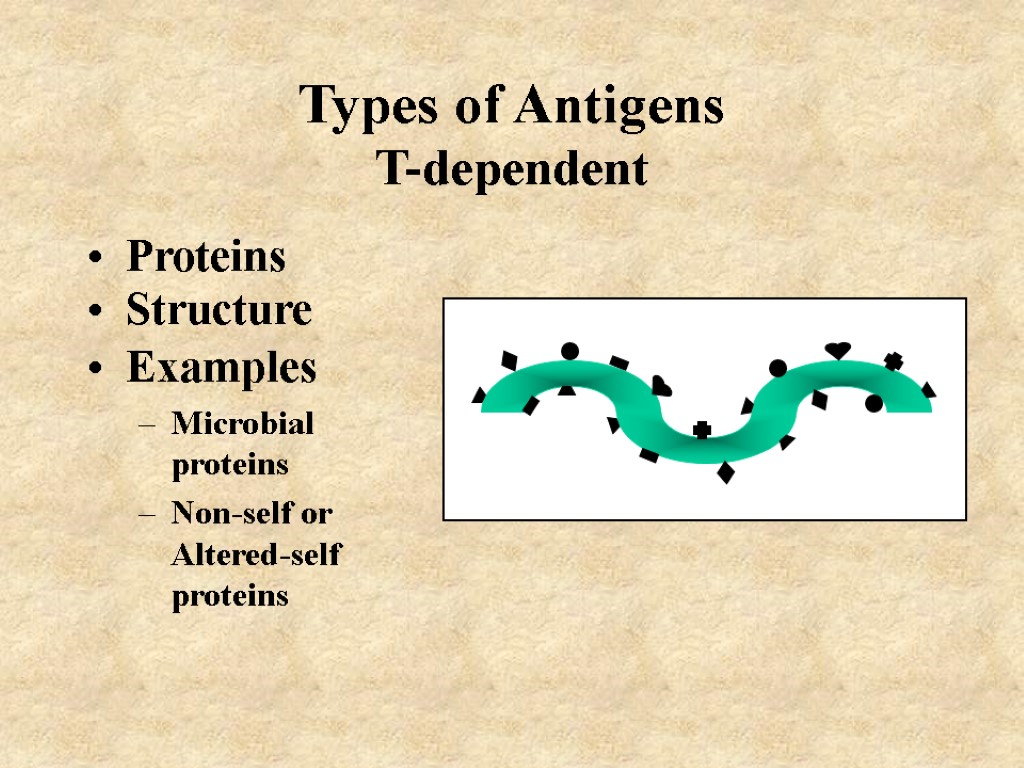 Types of Antigens T-dependent Proteins Structure Examples Microbial proteins Non-self or Altered-self proteins
